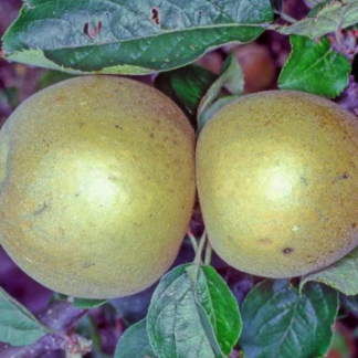 Acklam Russet Apple - Bush