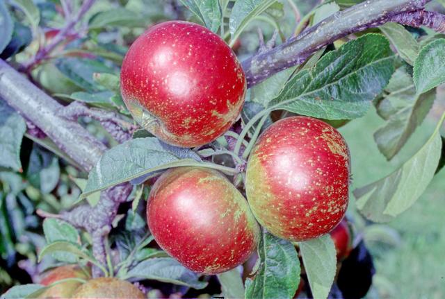 Aldwick Beauty Apple - Espalier (1 Tier)