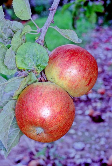 Alkmene (Early Windsor) Apple - Full-Standard (M25)