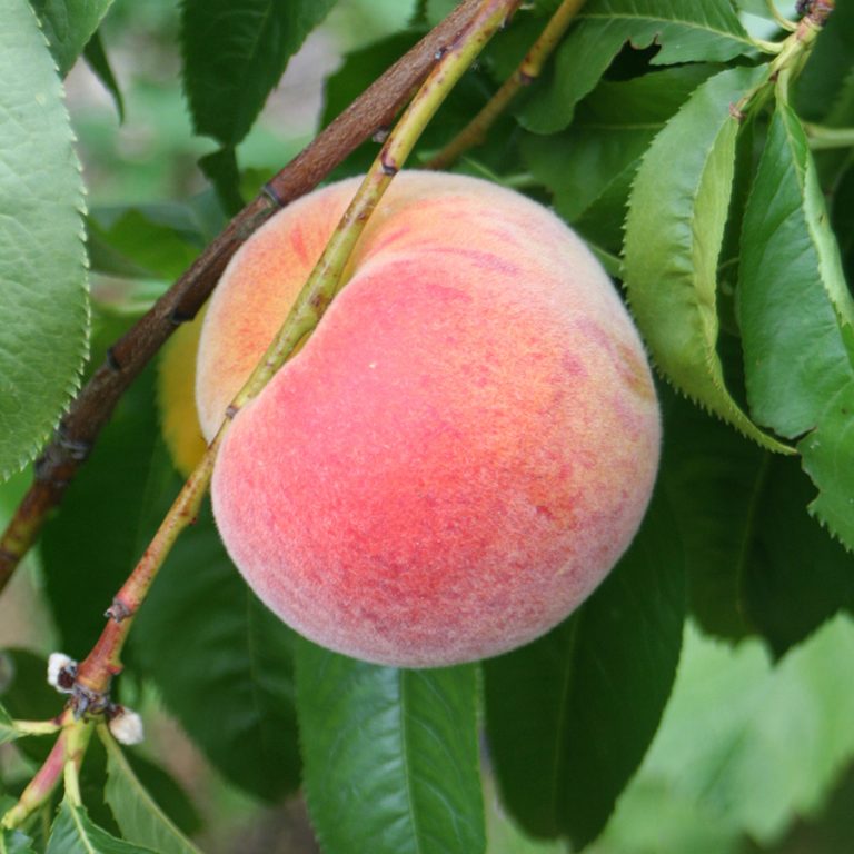 Amsden Jeune Peach - FAN Trained Tree (Mature Specimen)