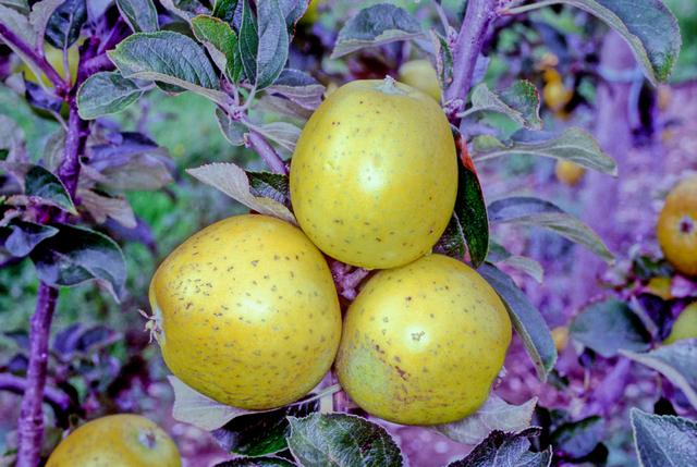 Ananas Reinette Apple - Half-Standard MM106