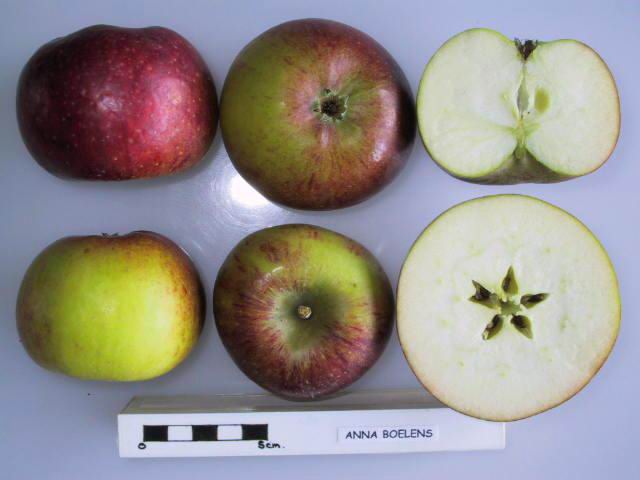 Anna Boelens Apple - Half-Standard MM106
