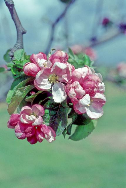 Arthur Turner Apple - Stepover