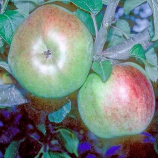 Beauty of Kent Apple - Full-Standard M25