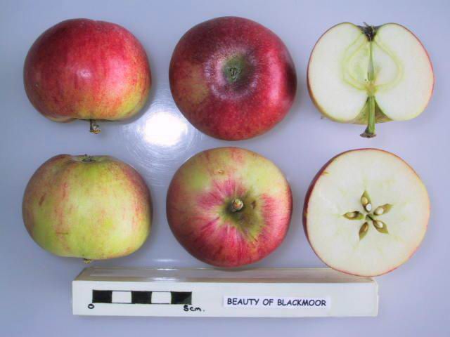 Beauty of Blackmoor Apple - Half-Standard MM106
