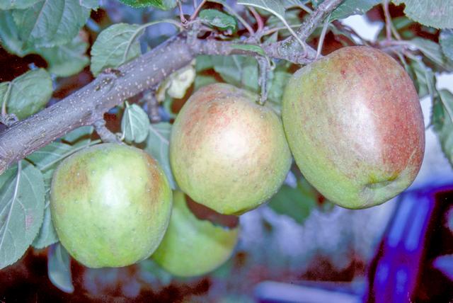 Belle de Boskoop Apple (Dwarf) Patio Tree