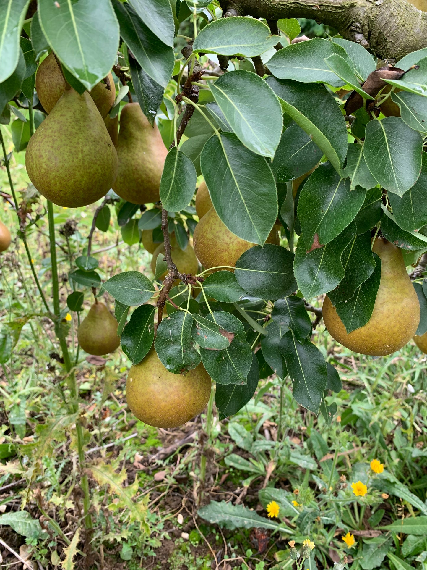 Beurre Hardy Pear - Bush