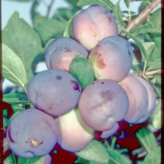 Blue Tit Plum - Bush