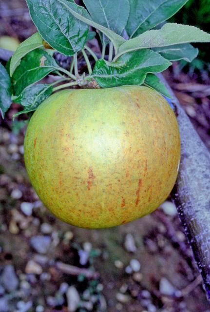 Bow Hill Pippin Apple - Full-Standard M25