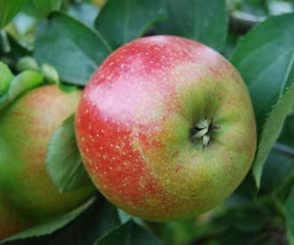 Braddick Nonpareil Apple - Half-Standard MM106