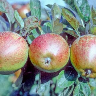 Braintree Seedling Apple - Half-Standard MM111