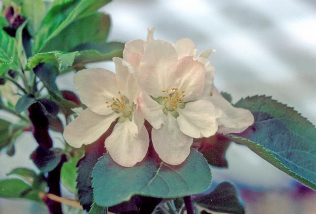 Bramley Apple MM111 - Half Standard