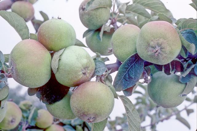 Bramshot Rectory Apple - Bush