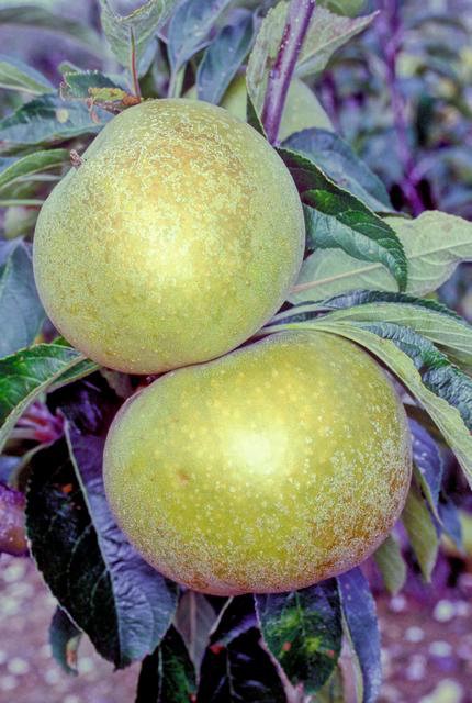 Brownlees Russet Apple - Stepover