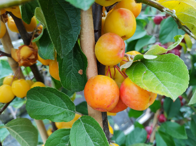 Malus Butterball Crab Apple - Half-Standard MM111