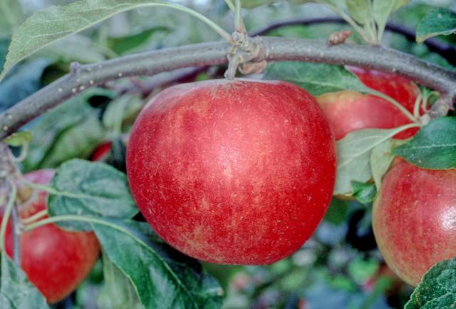 Cardinal Apple - Half-Standard MM106