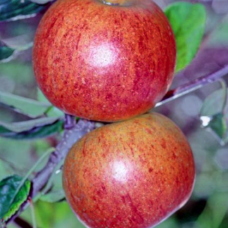 Charles Ross Apple - (Dwarf) Patio Tree