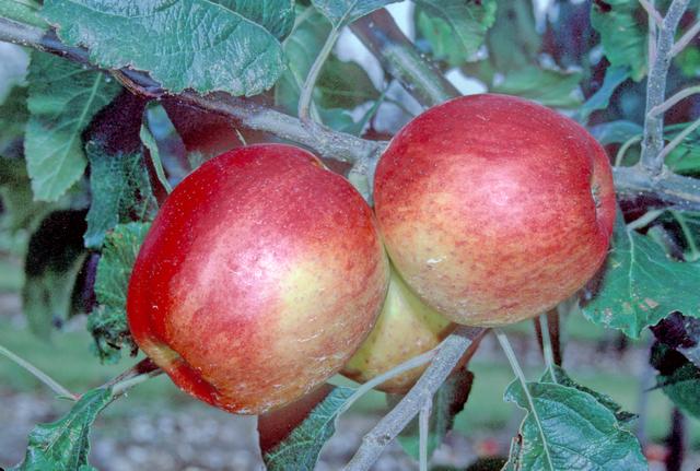 Cheddar Cross Apple - Full-Standard M25