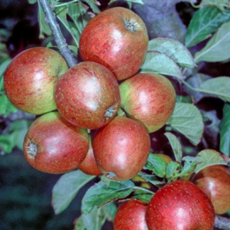 Christmas Pearmain Apple - Stepover