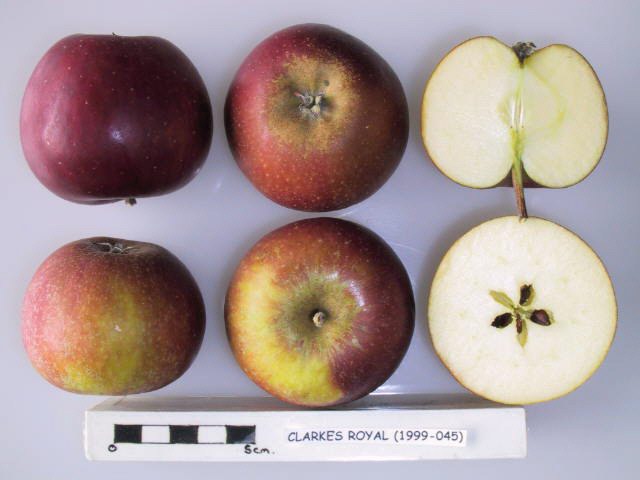 Clarke's Royal Apple - Half-Standard MM106