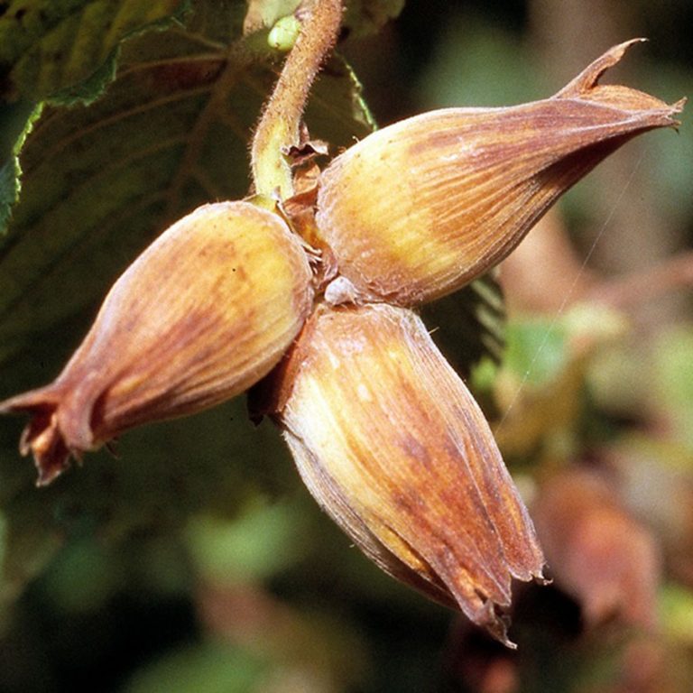 Kentish Cobnut - Bush