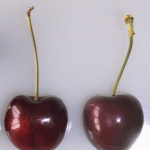 Colney Cherry - FAN