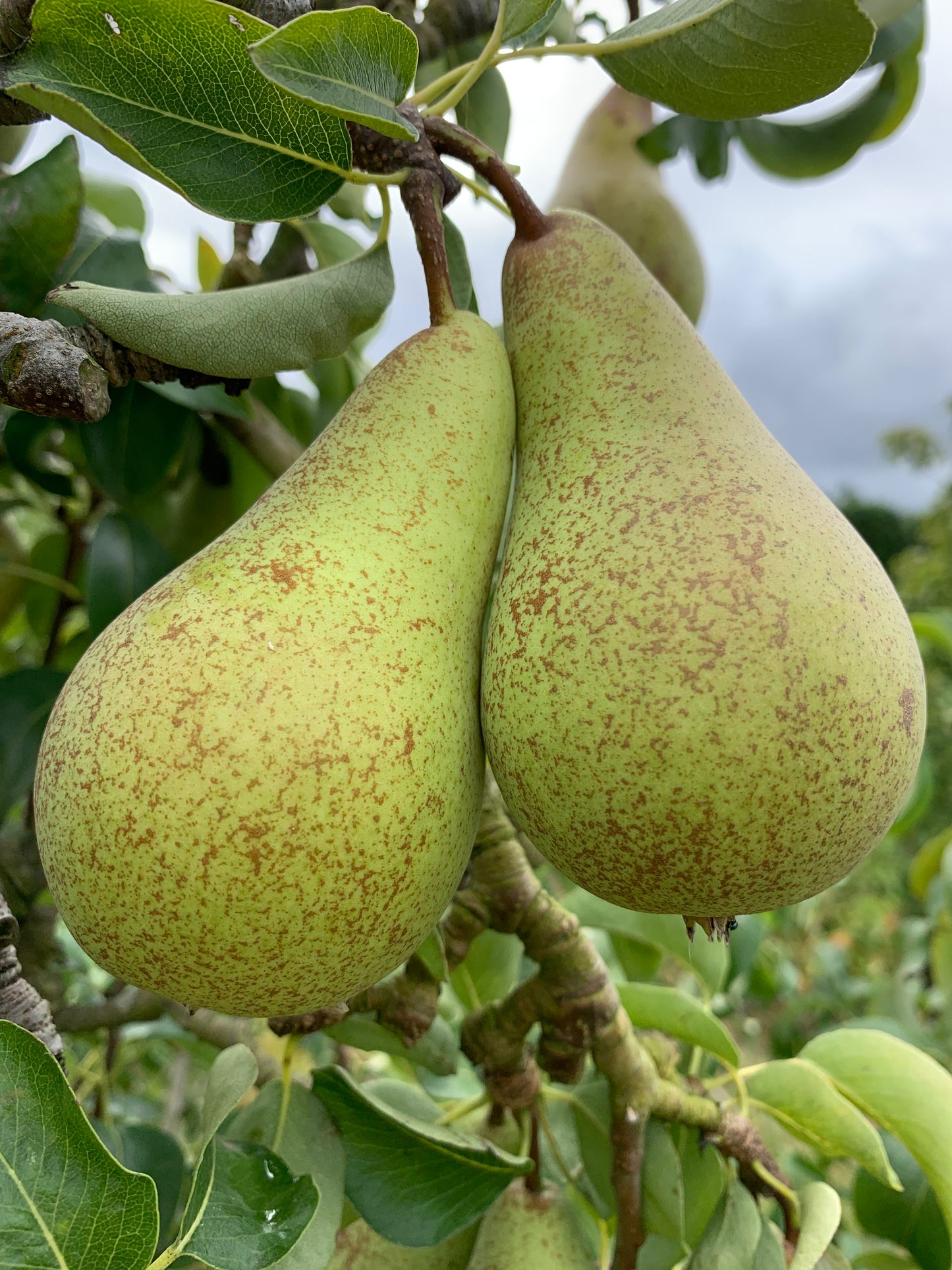 Concorde Pear - Bush