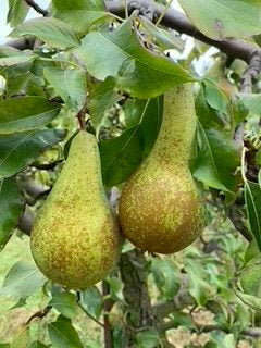Conference Pear - Half-Standard
