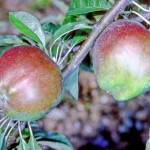 Cornish Gilliflower Apple - Half-Standard MM106