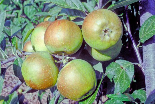 Court of Wick Apple - Bush