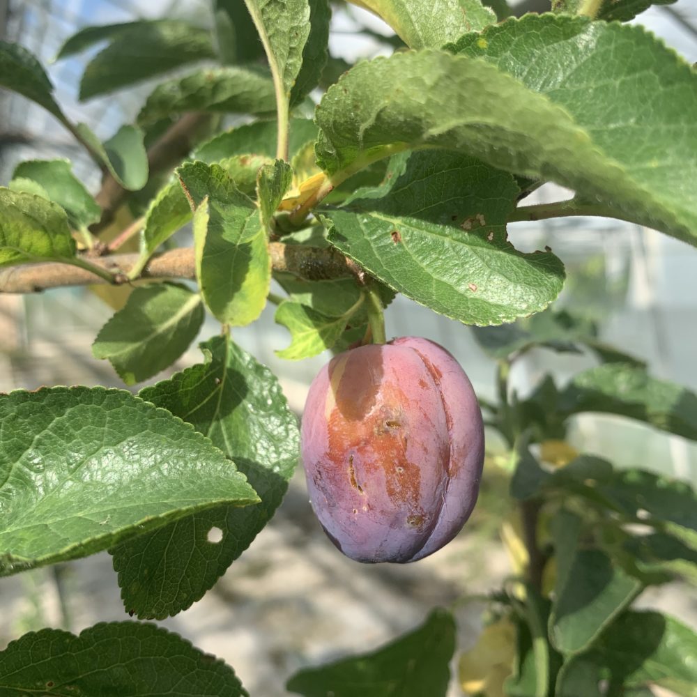 Czar Plum - Half-Standard