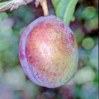 Denniston's Superb Gage - Half-Standard