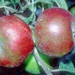 Devonshire Quarrenden Apple - Stepover
