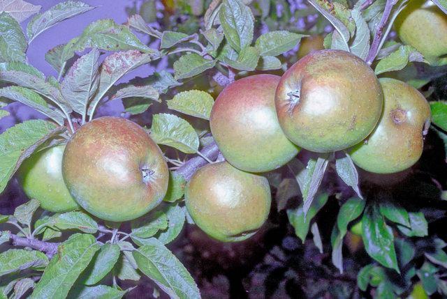 Diamond Jubilee Apple - Stepover