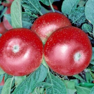 Discovery Apple - Bush