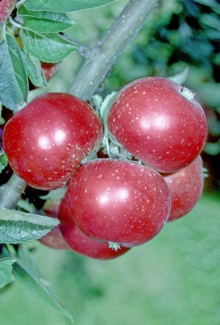 Duchess Favourite Apple - Stepover