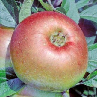 Dumelow's Seedling Apple - Patio (Dwarf) Tree