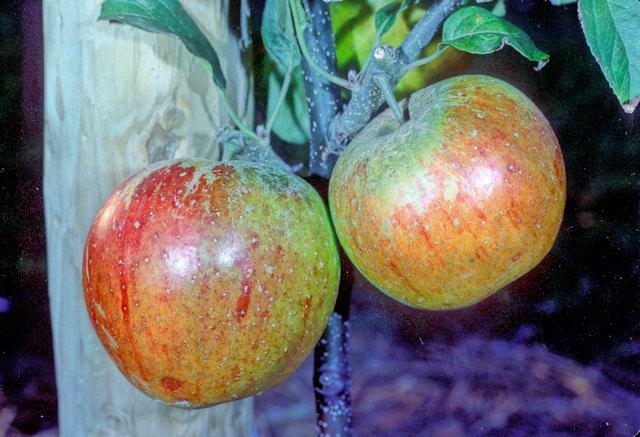 Easter Orange Apple - Half-Standard MM106