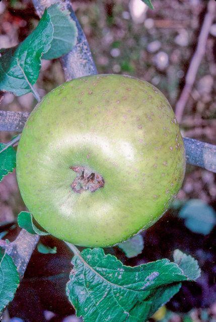 Ecklinville Apple - Half-Standard MM106