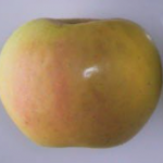 Edmund Jupp Apple - Half-Standard MM106