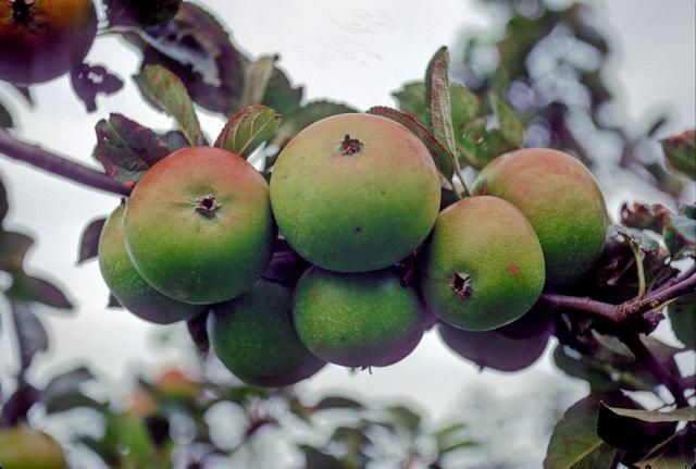 Edward VII Apple - 1 Tier Espalier