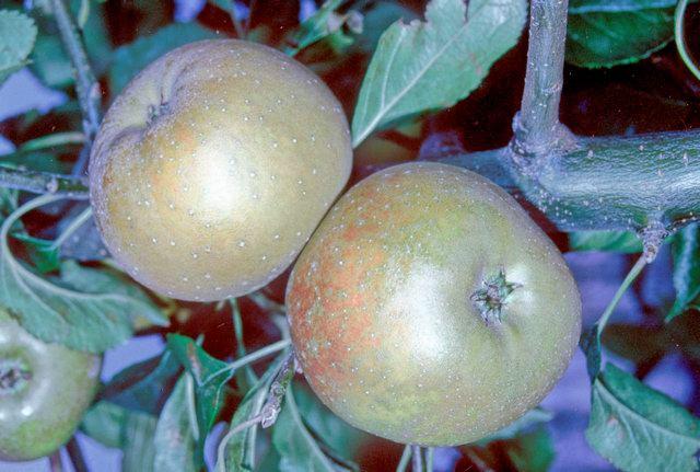 Egremont Russet Apple - Half-Standard MM106