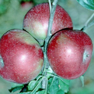 Exeter Cross Apple - Patio (Dwarf) Tree