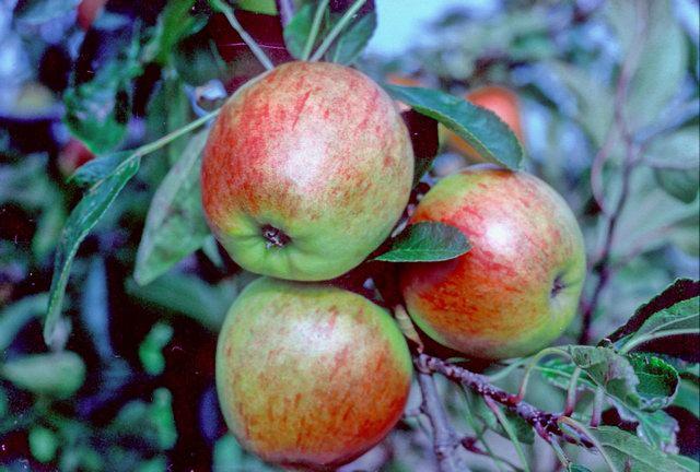 Falstaff Apple - Espalier 1 Tier