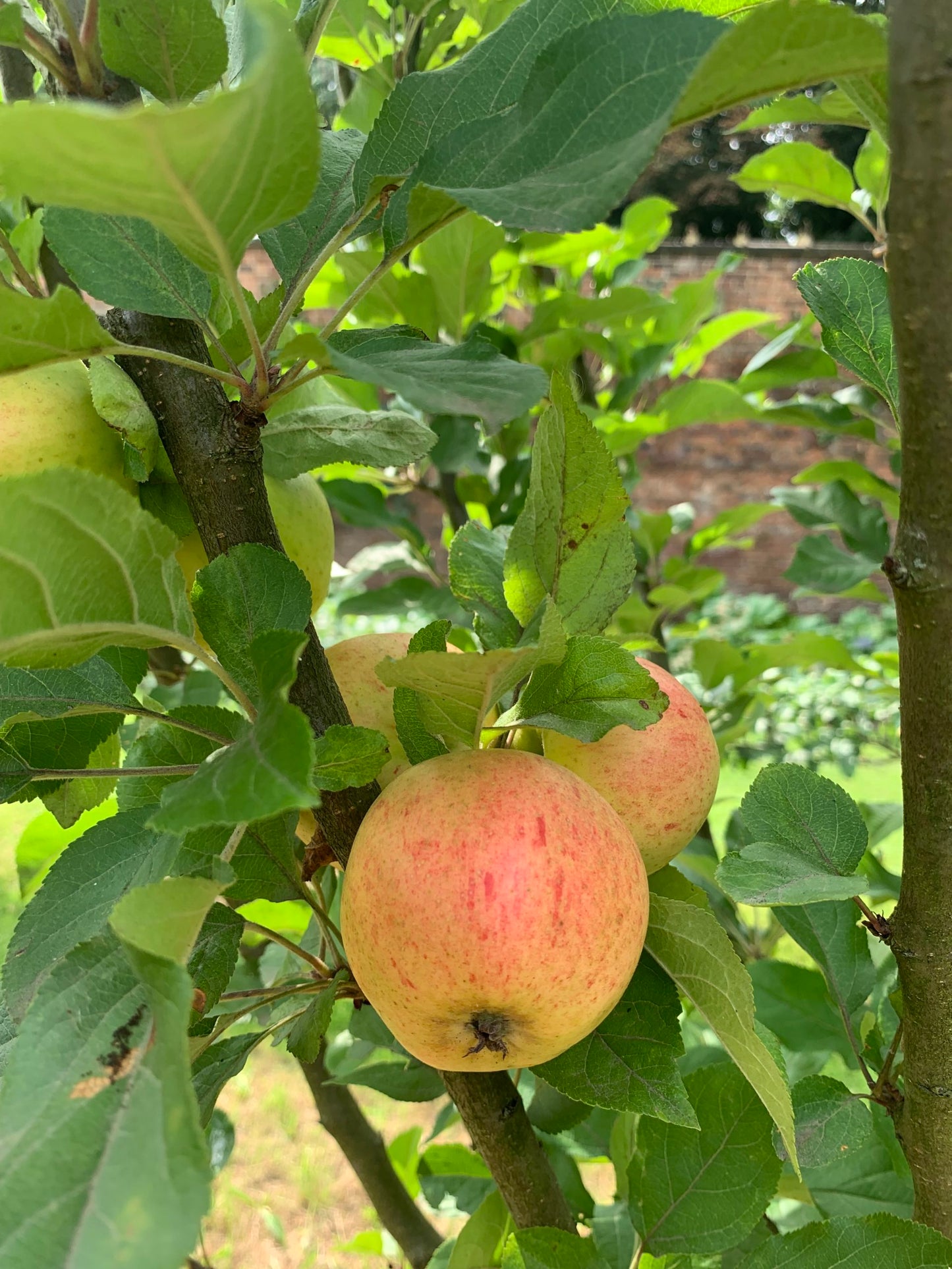 Fillingham Pippin Apple - Stepover