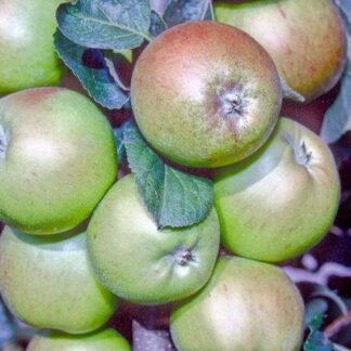 Forge Apple - Full-Standard M25