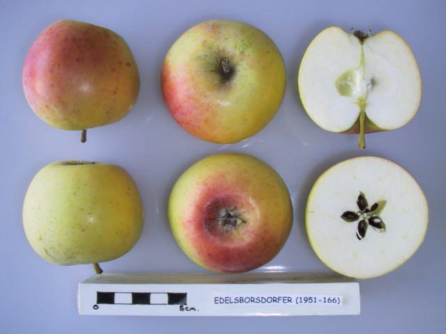 King George (Edelborsdorfer) Apple - Bush MM106