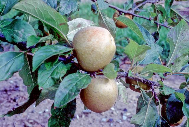 Herefordshire Russet Apple - Bush