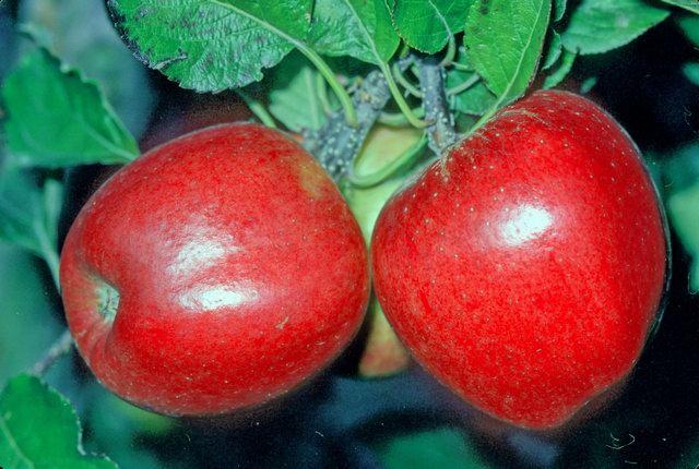 Gala Apple - Bush