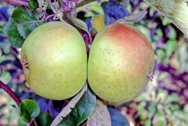 Galloway Pippin apple tree